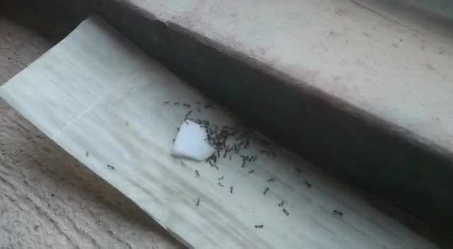 مورچه ها را نکشید, فقط دعوایشان کنید